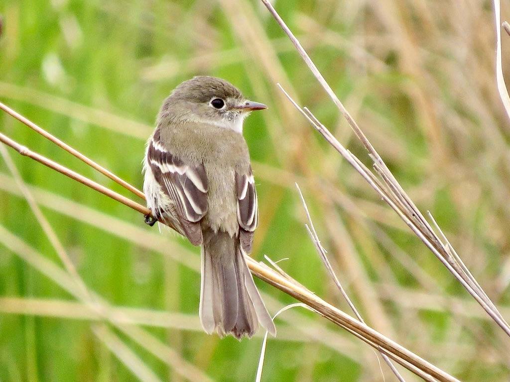 Least Flycatcher by Fyn Kynd is licensed under CC BY 2.0.